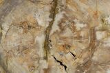 Polished Petrified Wood (Araucaria) Round - Madagascar #358041-1